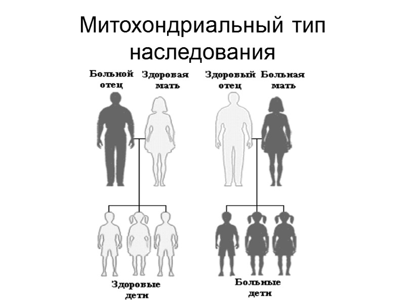 Митохондриальный тип наследования